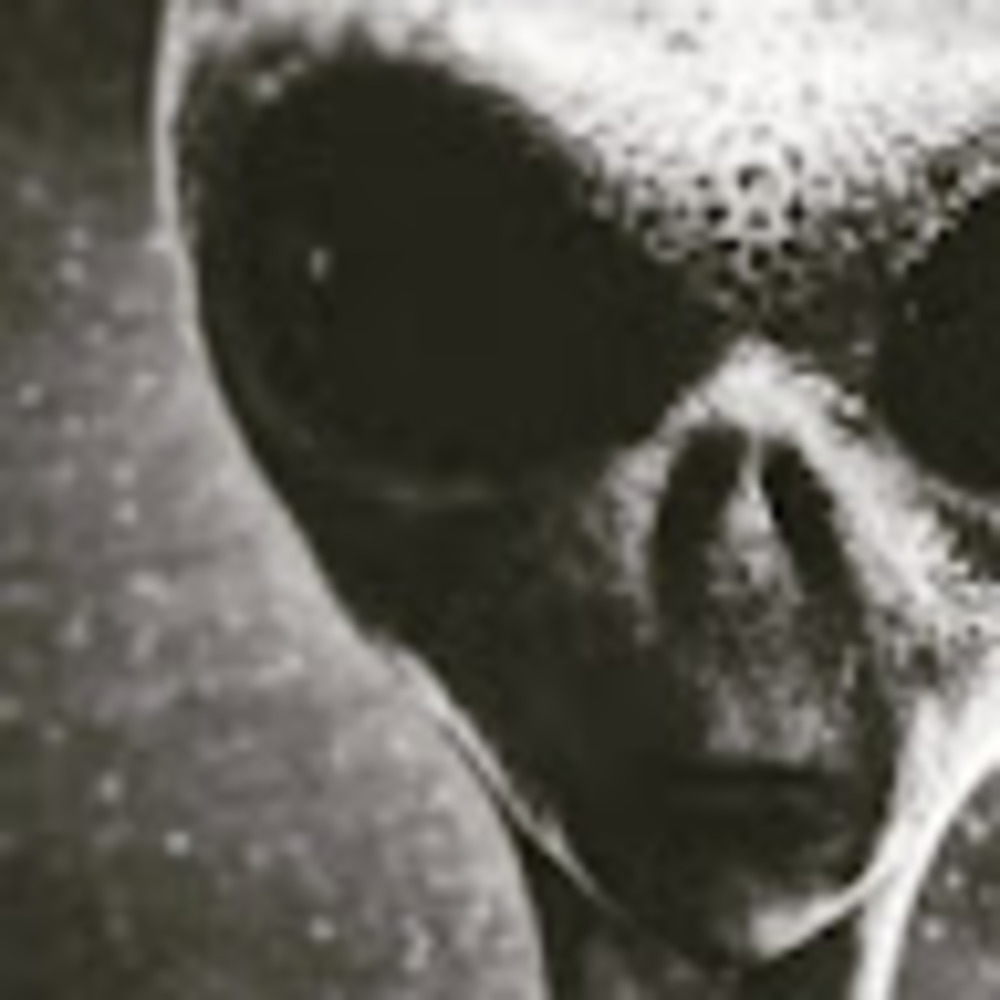 Meet your Posher, Rooster